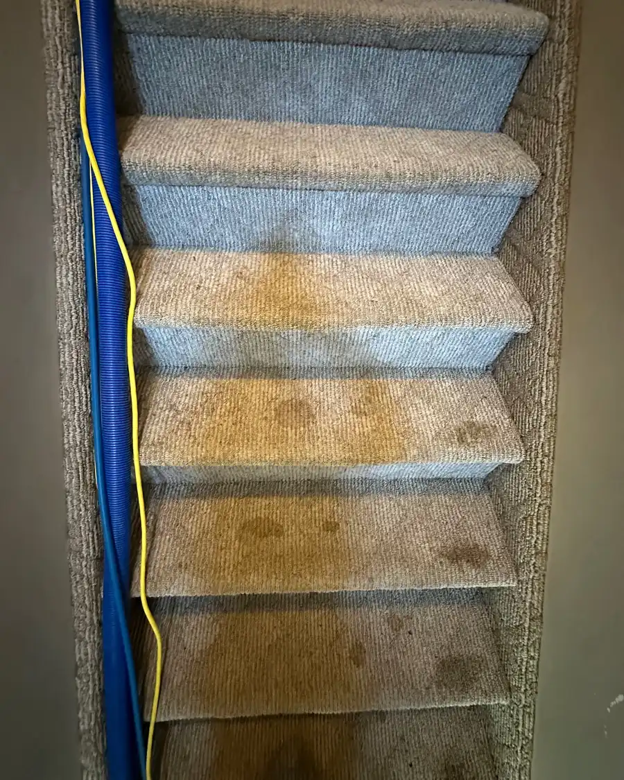 Carpeted stair treads blotched orange brown with traffic soil, the extraction hose lying across them